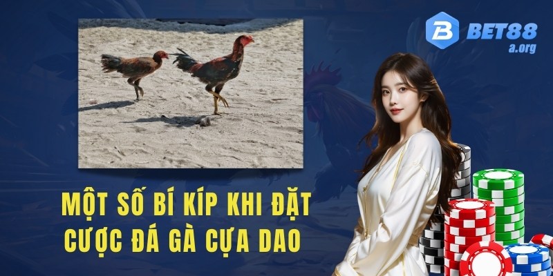 Một số bí kíp khi đặt cược đá gà cựa dao